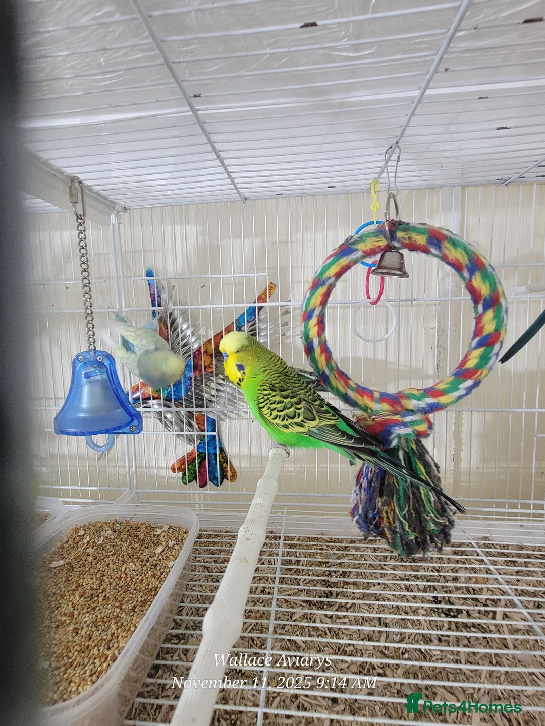 Budgerigars birds for sale: Lovebirds and budgies  - Image 7