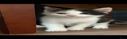 Mixed Breed cats for sale: Beautiful Calico Girls - Advert 11