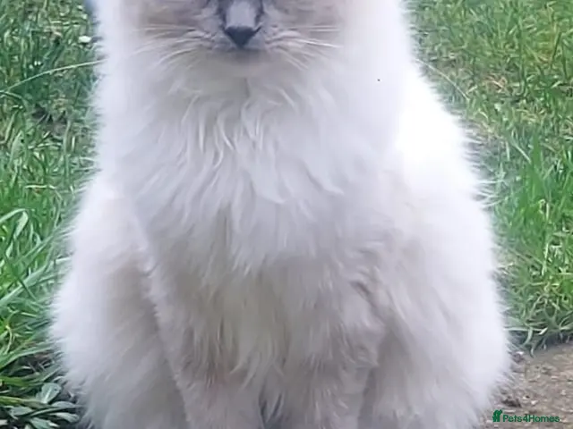 Mixed Breed cats for sale: Ragdoll x - Advert 15