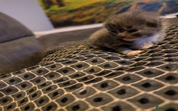British Shorthair cats for sale: 3 British shorthair kittens  - Image 7