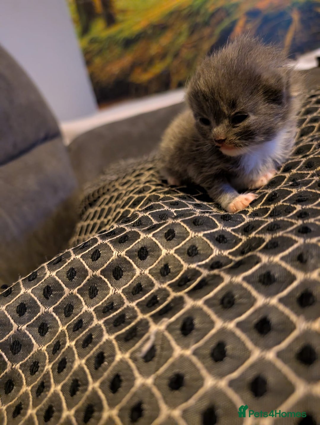 British Shorthair cats for sale: 3 British shorthair kittens  - Image 7