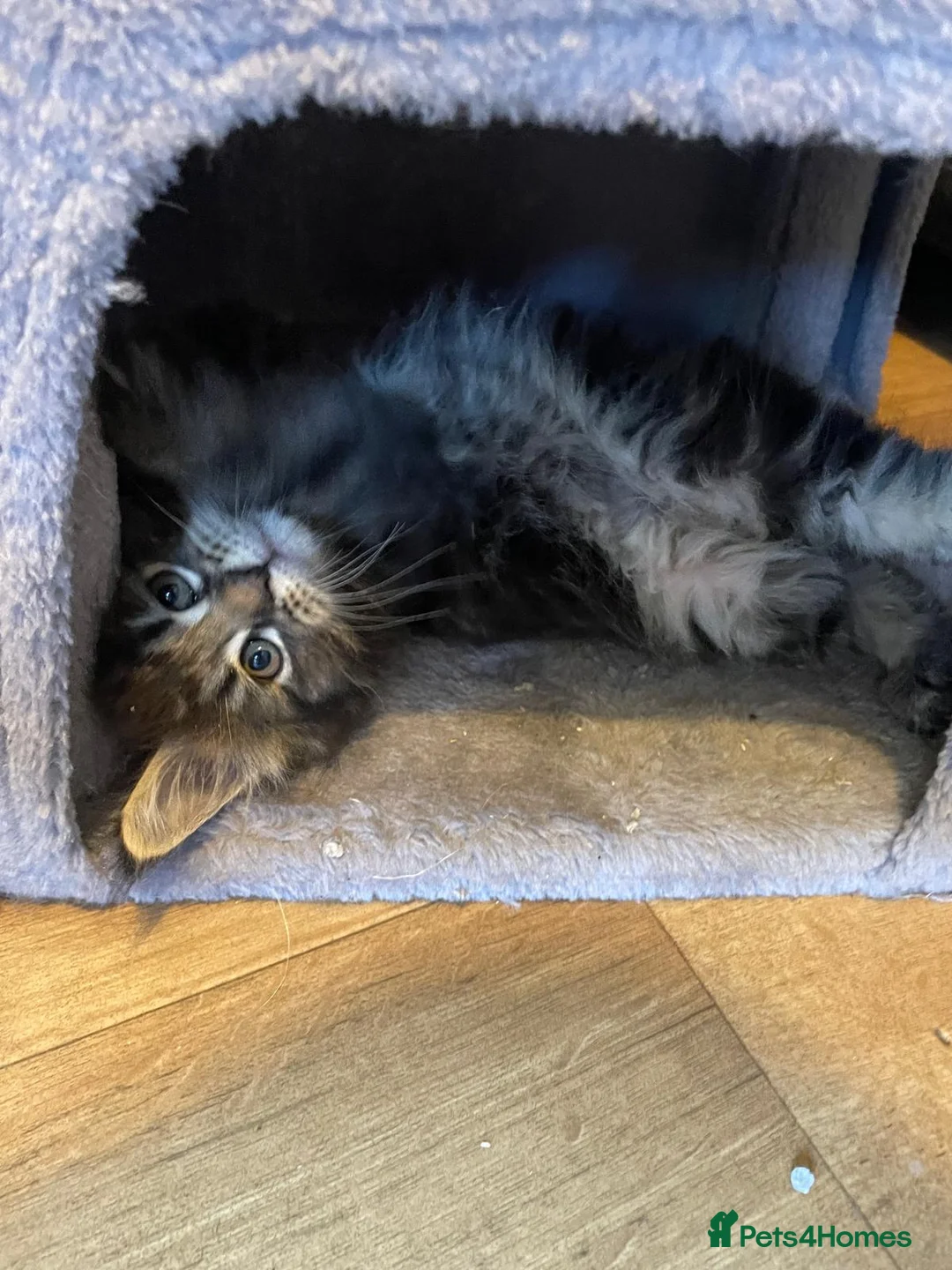 Maine Coon cats for sale: Gorgeous mainecoon kittens  in Hailsham - Advert 2