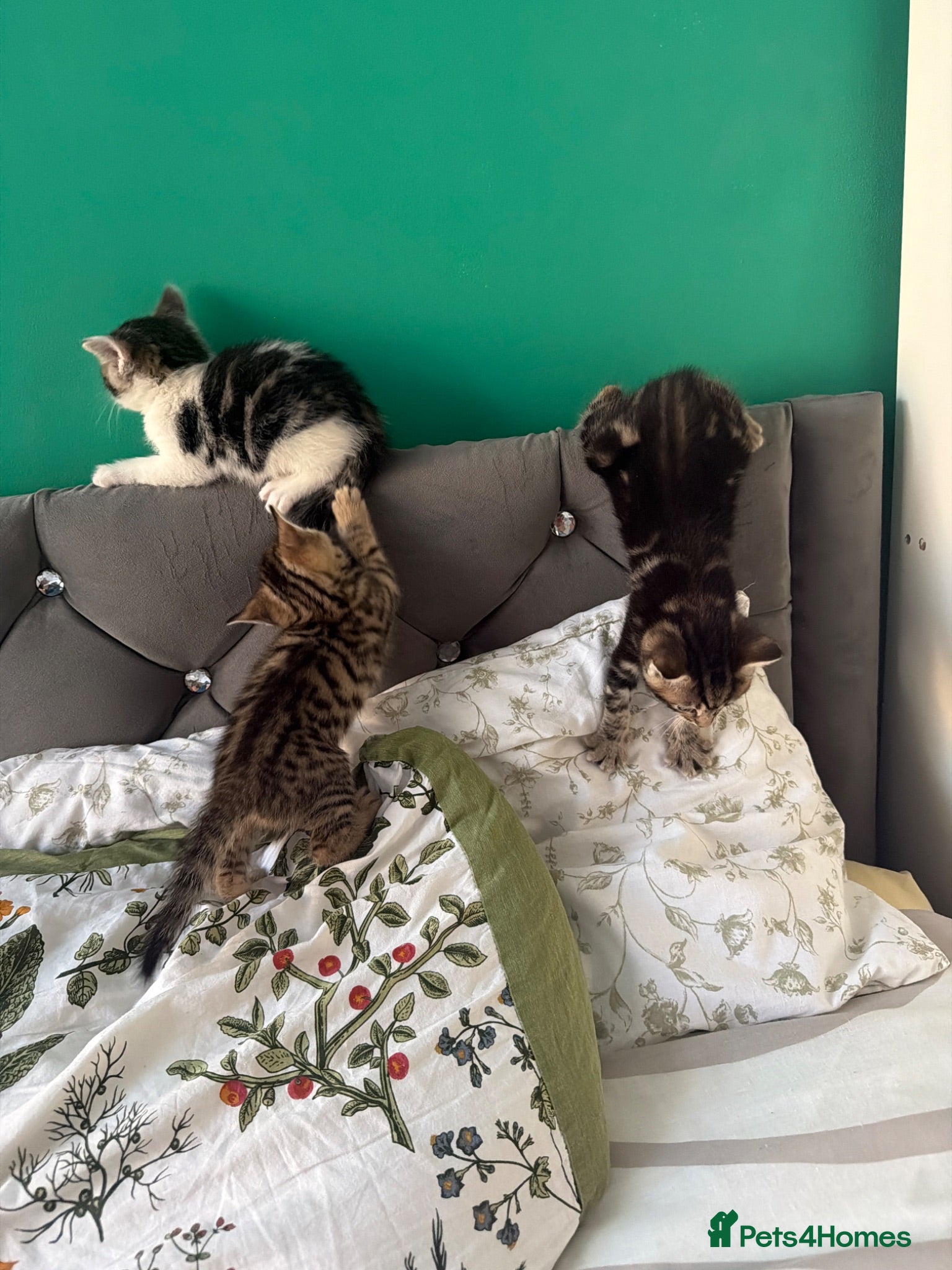 Mixed Breed cats 4 striped kittens - Advert 2