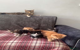 Mixed Breed cats for sale: Half calico and half ginger-tuxedo kittens - Image 4