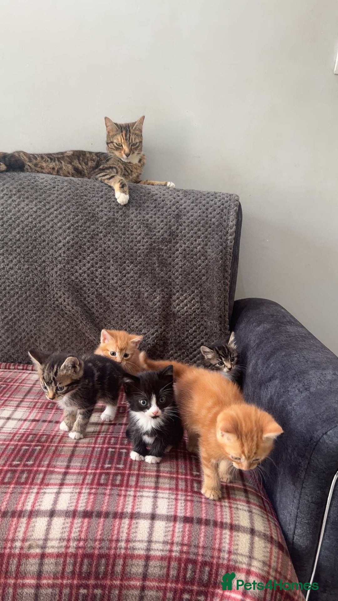 Mixed Breed cats for sale: Half calico and half ginger-tuxedo kittens - Image 4