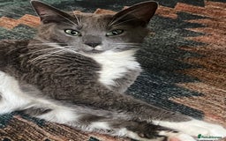 Russian Blue cats for sale: Russian blue cross kittens  - Image 7