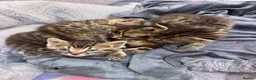 Bengal cats for sale: One boy and three girls  - Advert 4