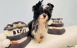 Biewer Terrier dogs for sale: Biewer Yorkshire Terrier - Image 2
