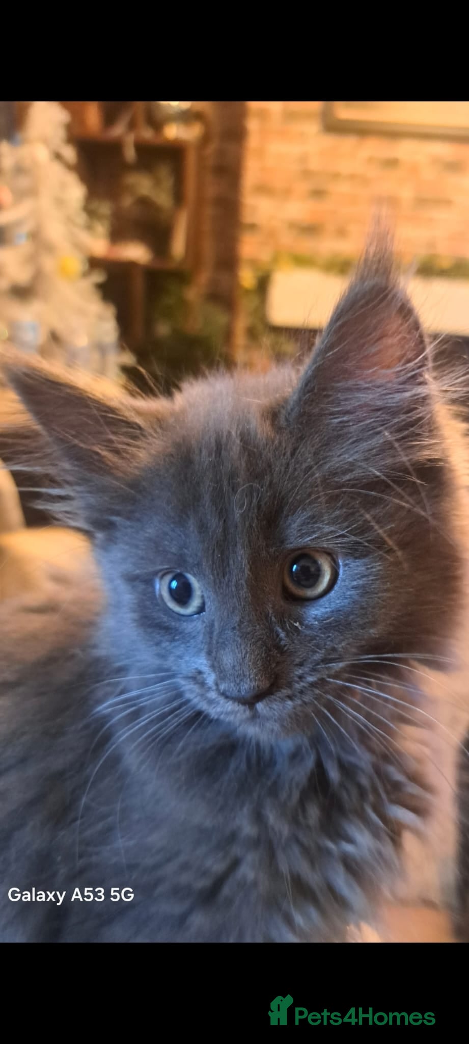 Maine Coon cats GCCF registered Blue  Maine coon litter  - Advert 12