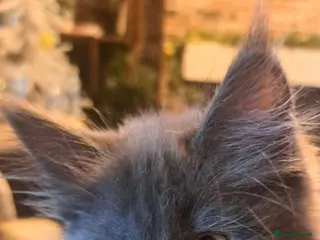 Maine Coon cats GCCF registered Blue Maine coon litter - Advert 12