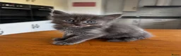 Maine Coon cats for sale: Maine Coon Kittens Russian & European Champ Lines  - Advert 15