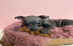 Italian Greyhound dogs for sale: Kc registered Italian greyhounds  - Image 2
