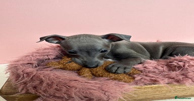 Italian Greyhound dogs - Advert 15
