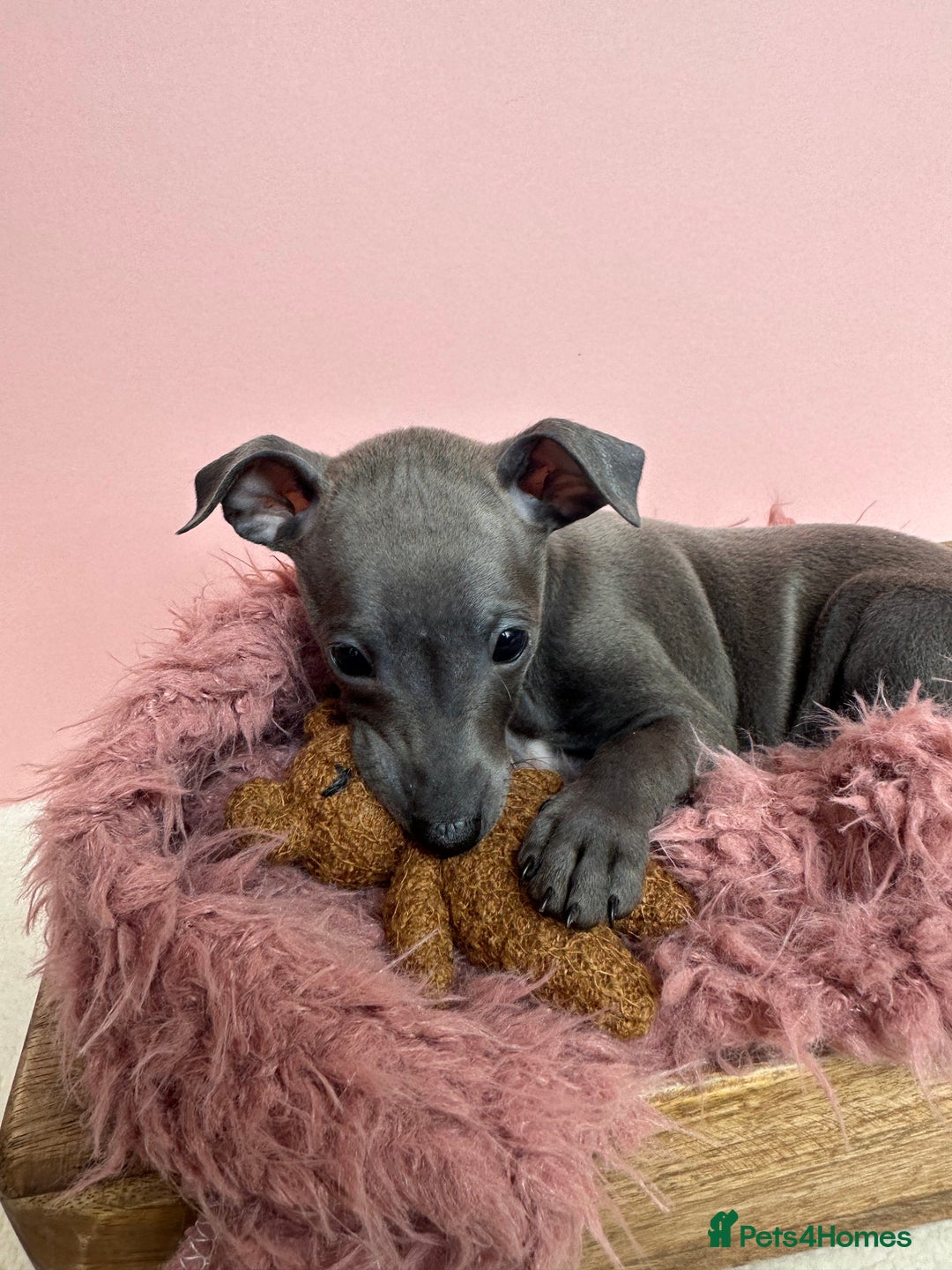 Italian Greyhound dogs for sale: Kc registered Italian greyhounds  - Image 2