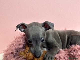 Italian Greyhound dogs - Advert 2