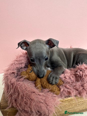 Italian Greyhound dogs - Advert 1