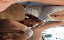 Dachshund dogs for sale: Dachshund puppies  - Image 3