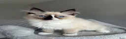 Ragdoll cats for sale: GCCF Pedigree Ragdoll kittens  - Advert 17