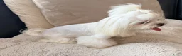 Maltese dogs for sale: Full Korean Female Maltese Age 5 - Advert 9