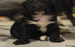 Cockapoo dogs for sale:  Cockapoo Puppies Ready for Their Forever Homes! - Advert 5