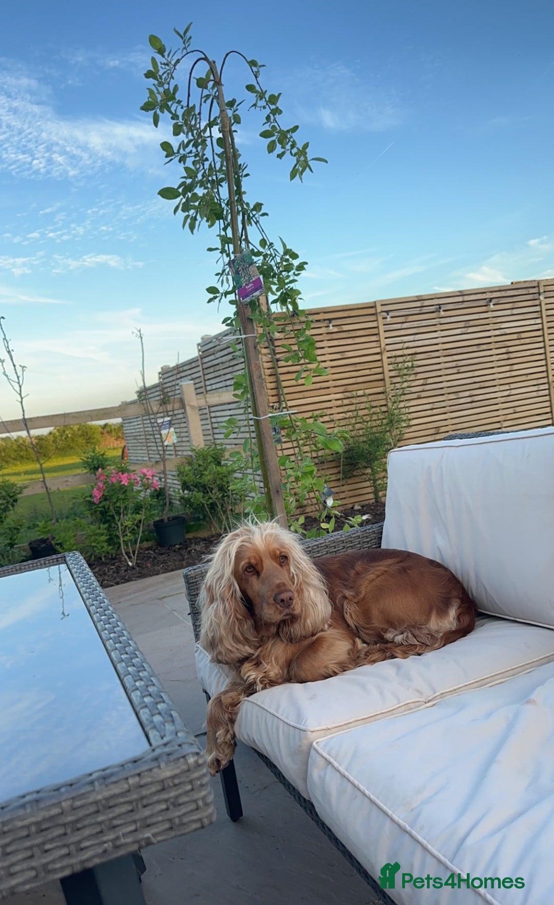 Cocker Spaniel dogs for sale: English show cocker spaniels  - Image 9