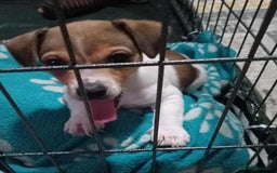 Jack Russell dogs for sale: 1 male 1 Femail Jack Russell pup for sale - Image 3