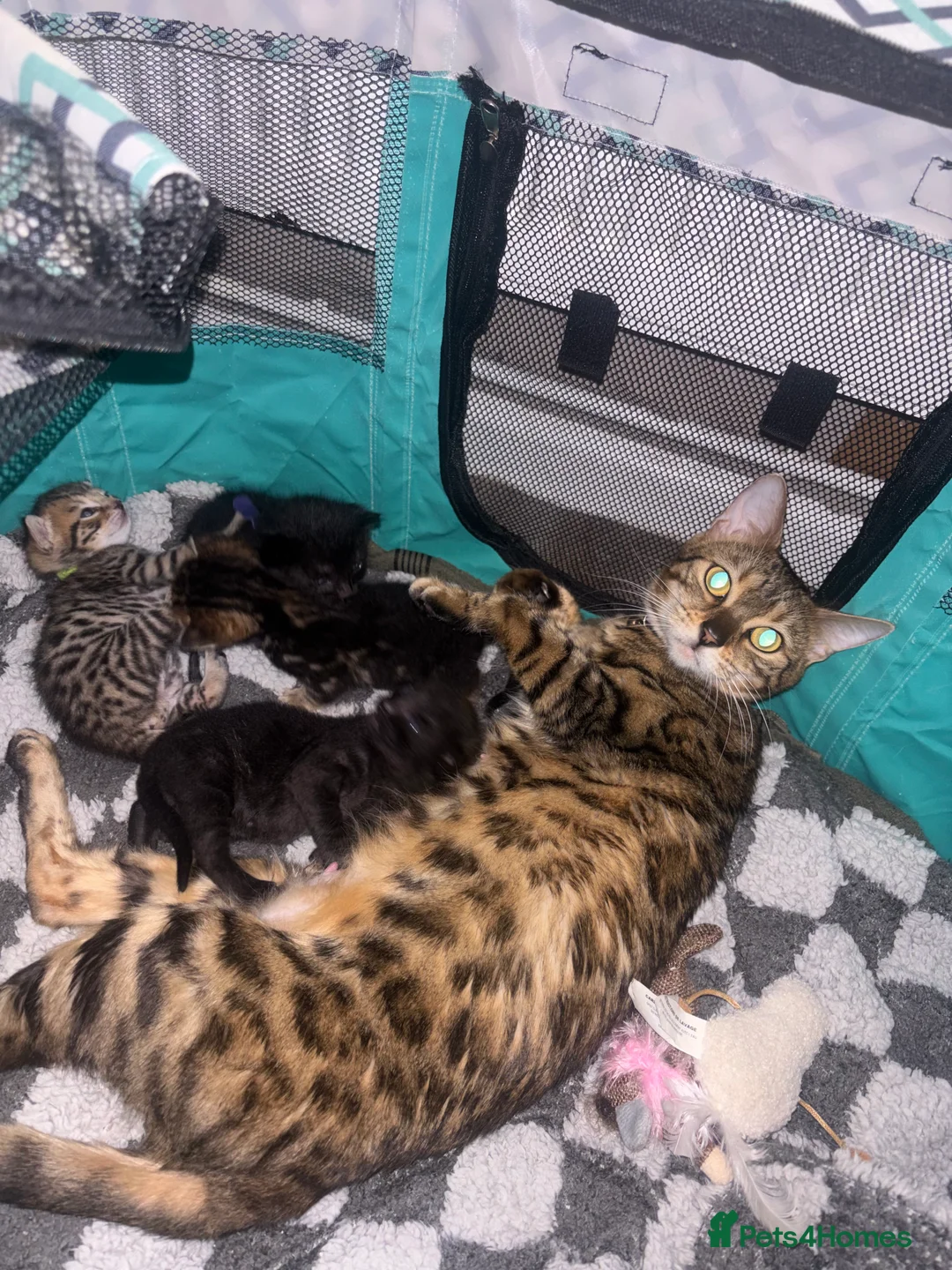 Bengal cats for sale: 3 Beautiful unique Bengal Babies  - Advert 11