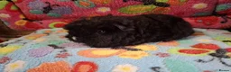 Guinea Pig rodents for sale: Baby Boars In Different Breeds  - Advert 4