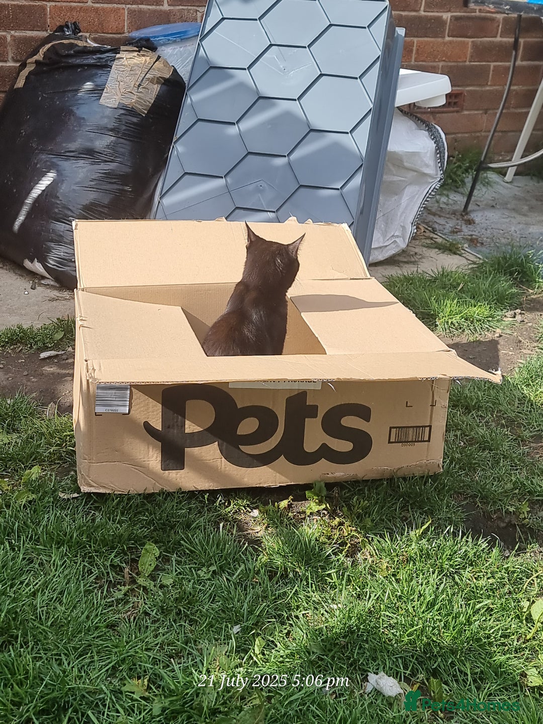 Domestic Shorthair cats for sale: 4 BLACK CATS FOR REHOME. - Advert 29