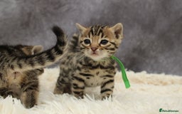Bengal cats for sale: 🔥Stunning Bengals ready for reservation🔥 - Image 10