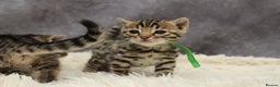 Bengal cats for sale: 🔥Stunning Bengals for reservation only 2 left🔥 - Advert 11