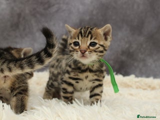 Bengal cats - Advert 1