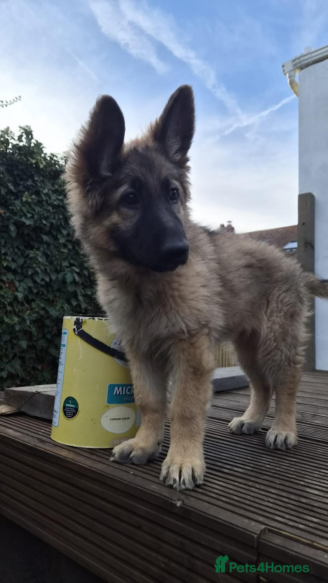 German Shepherd dogs LAST LITTLE LADY, stunning KC registered GSD - Advert 2