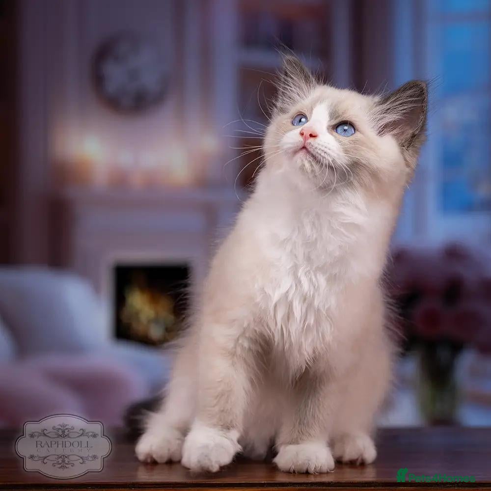 Ragdoll cats Stunning Ragdoll Kitten Boy LSEA 94% Purity! - Advert 1