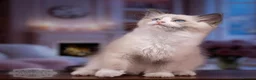 Ragdoll cats for sale: Stunning Ragdoll Kitten Boy LSEA 94% Purity! - Advert 1