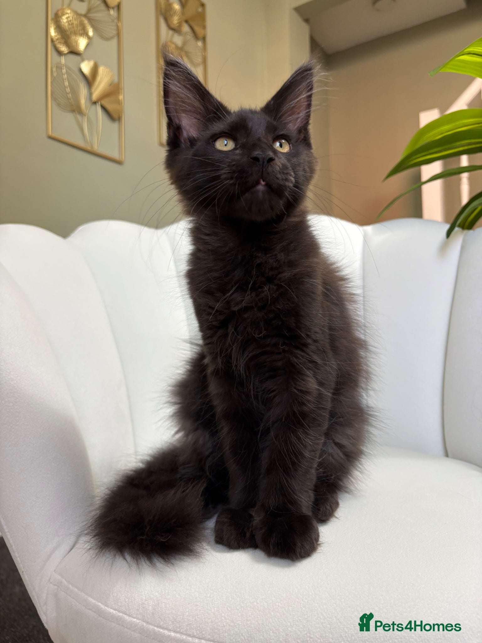 Maine Coon cats TICA Maine Coon Kittens Ready for New Homes 🐾 - Advert 1