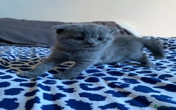 Scottish Fold cats for sale: Scottish Fold kittens for sale 3 Girls 2 Boys  - Advert 9