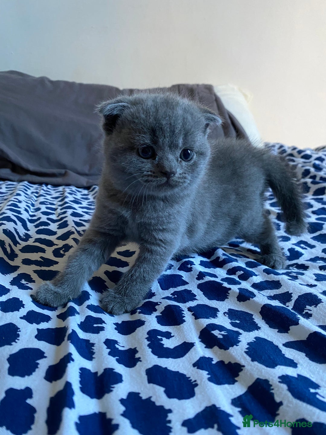 Scottish Fold cats for sale: Scottish Fold kittens for sale 3 Girls 2 Boys  - Advert 9