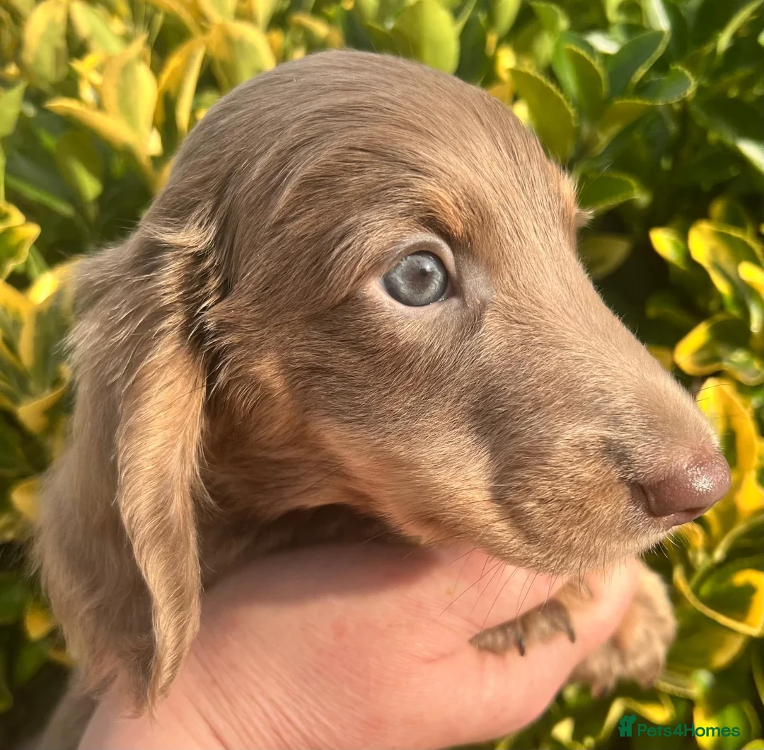Dachshund dogs for sale: Lovely mini Dachshund puppies  - Advert 1