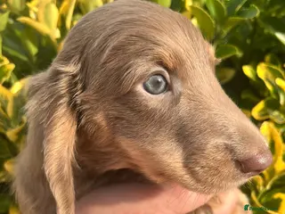 Dachshund dogs Lovely mini Dachshund puppies - Advert 8