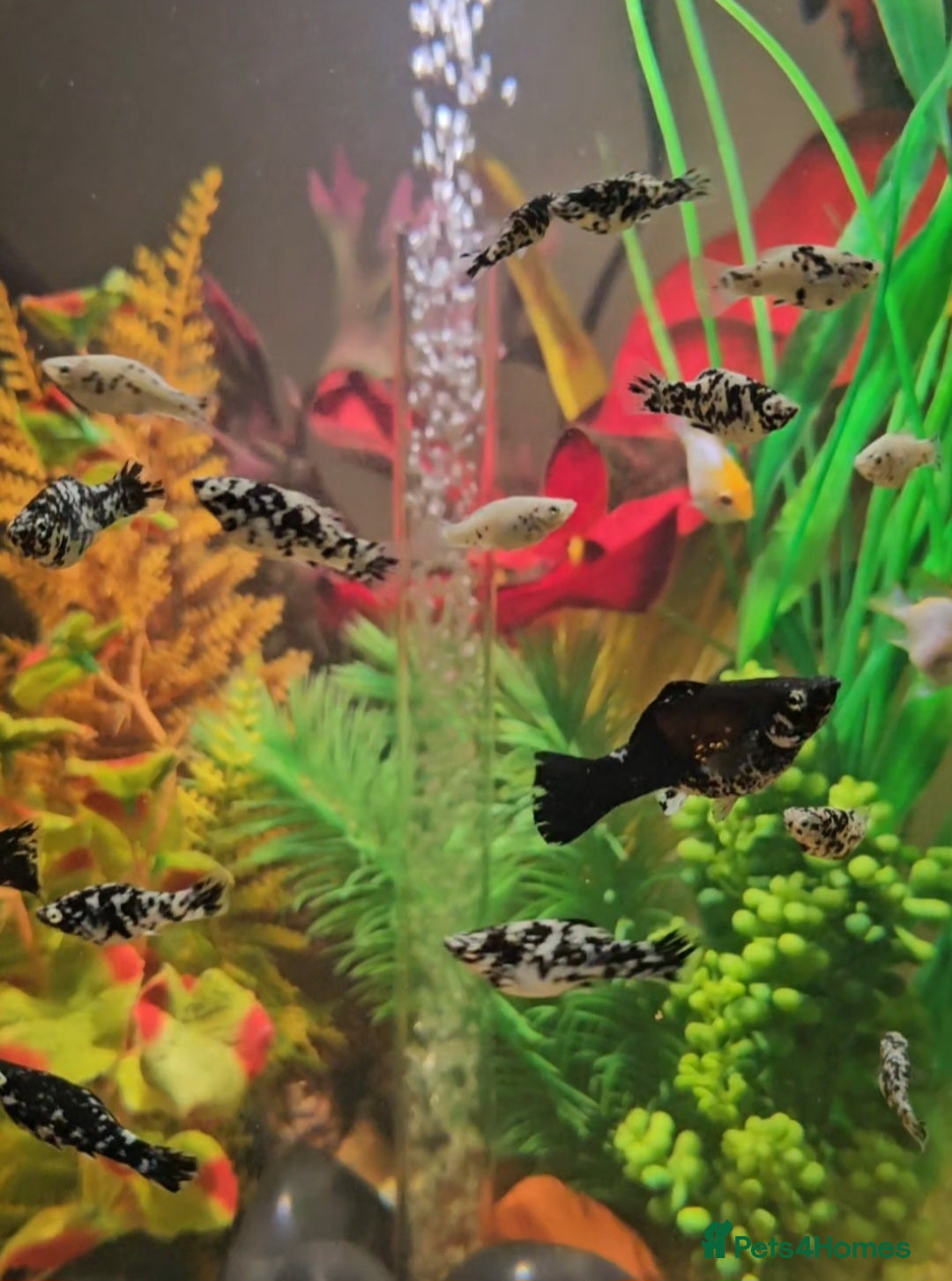 Mollies fish for sale: Dalmatian Mollies - Advert 1