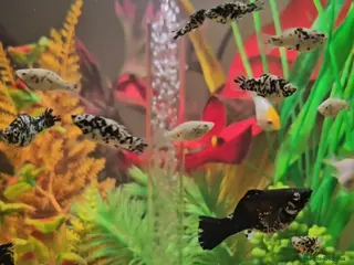 Mollies fish Dalmatian Mollies - Advert 9