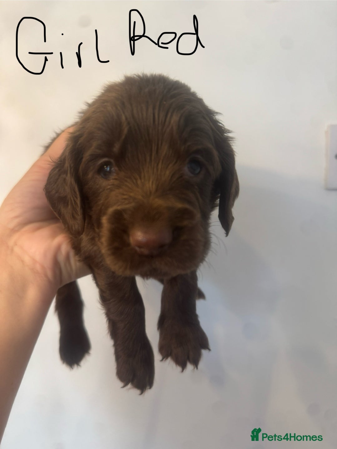 Cocker Spaniel dogs for sale: Cocker Spaniel Puppies - Image 19