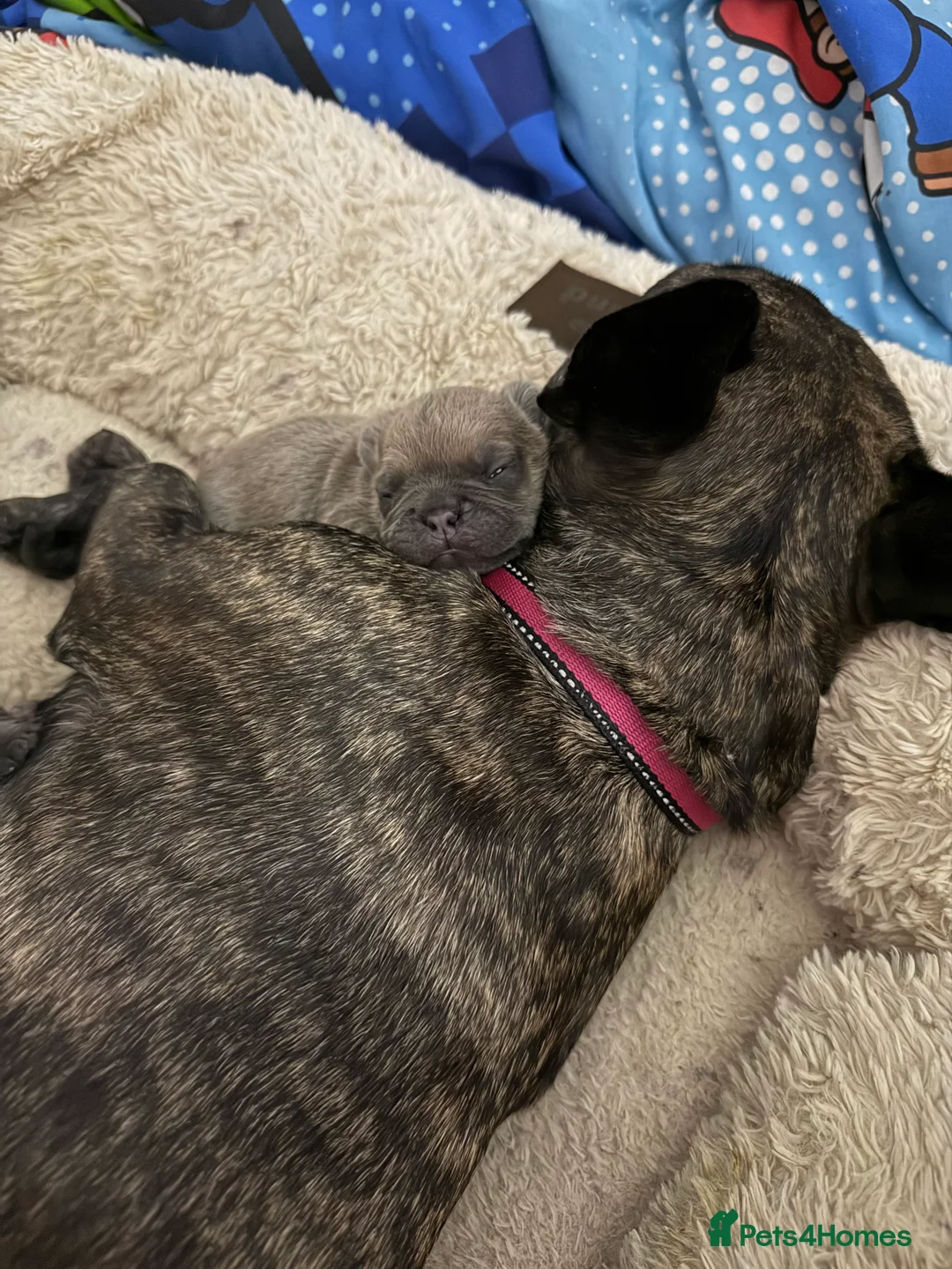 French Bulldog dogs for sale: French Bulldog Puppies - Advert 14