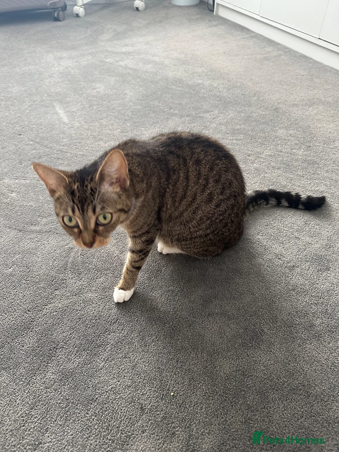 Mixed Breed cats for sale: 9 months old male Cat - Advert 3