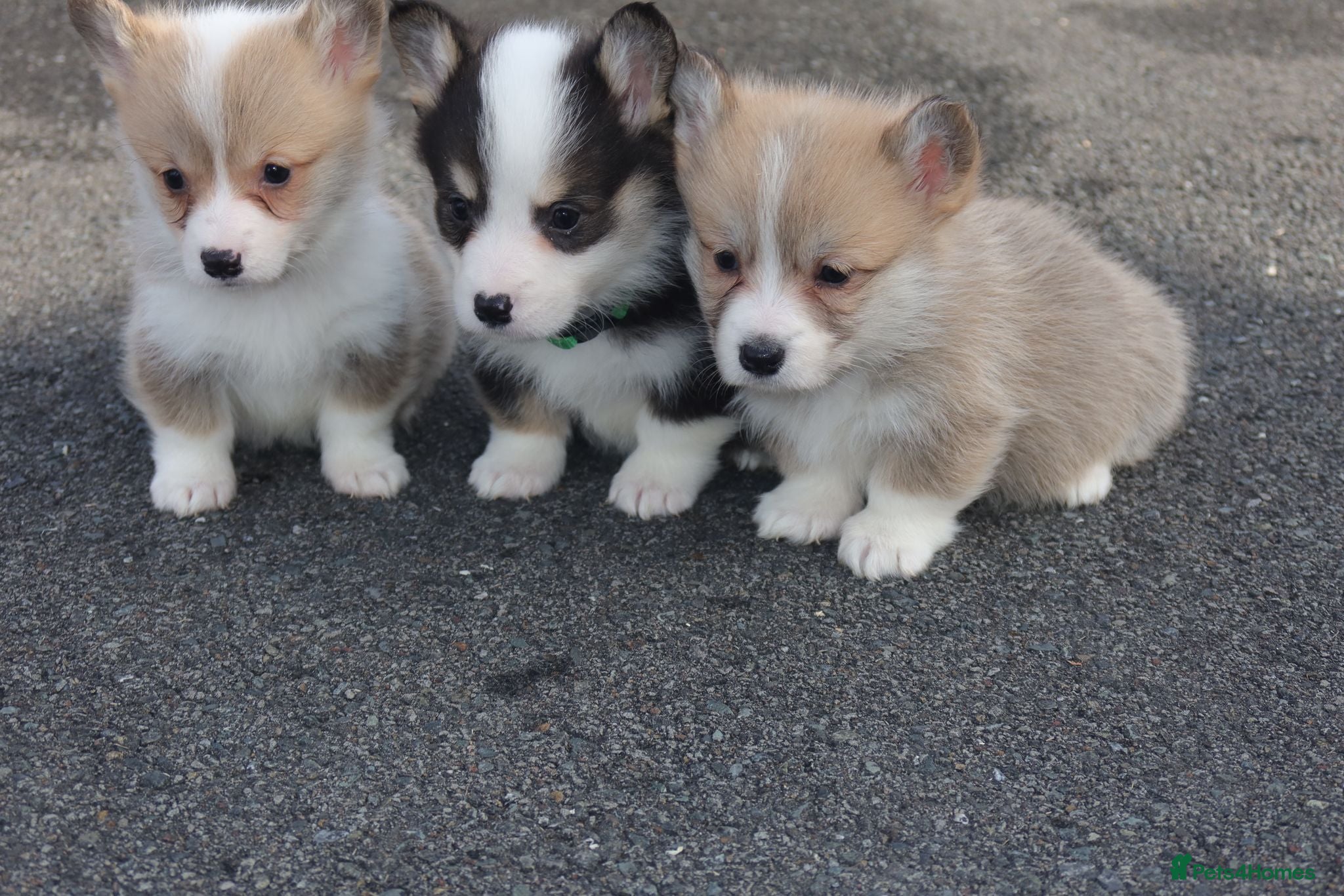 Welsh Corgi Pembroke dogs 2 girls/1 boy available! Kc Pembroke corgi puppies - Advert 11