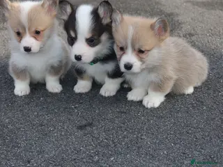 Welsh Corgi Pembroke dogs 2 girls/1 boy available! Kc Pembroke corgi puppies - Advert 6