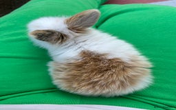 Mini Lion Lop rabbits for sale: 4x mini lop bunnies  - Image 8