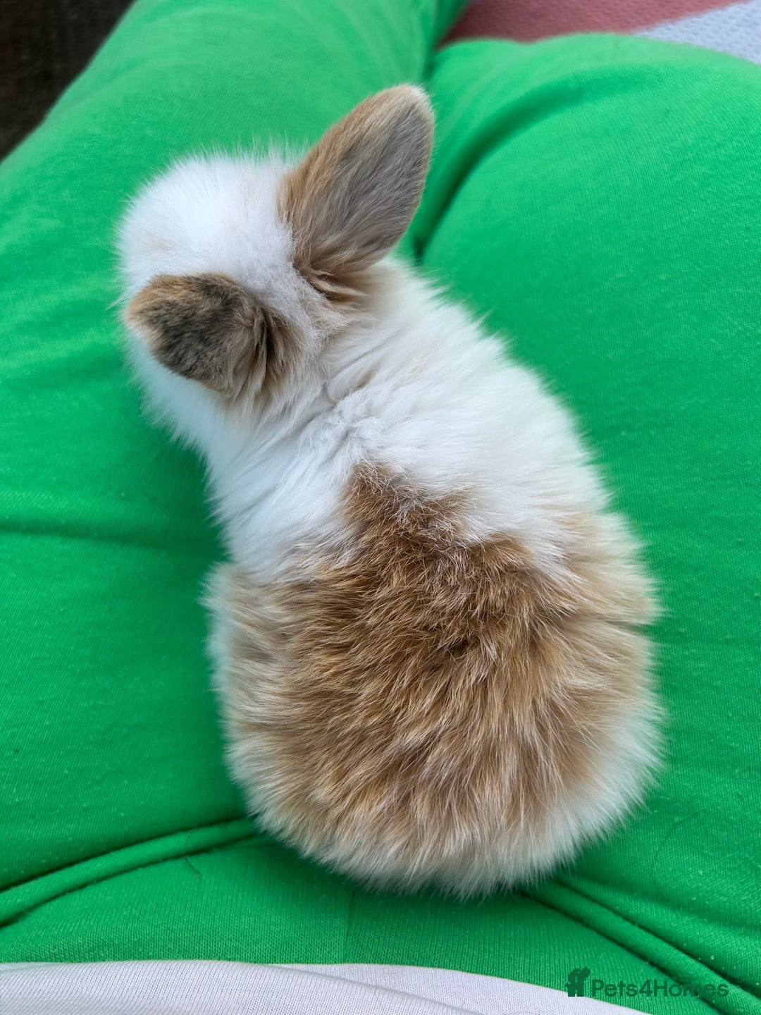 Mini Lion Lop rabbits for sale: 4x mini lop bunnies  - Image 8