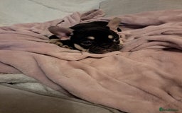 French Bulldog dogs for sale: Stunning French bulldogs  - Image 14